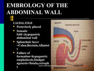 EMBROLOGY OF THE
ABDOMINAL WALL
CAUDAL FOLD
 Posteriorly placed
 Somatic
fold=,hypogastric
abdominal wall
 Splanchnic layer
=Colon,Rectum,Allantoi
s
 Failure of
formation=hypogastric
omphalocele,hindgut
agenesis+fistula,extroph
y www.mednotez.eazzymedicine.co
m
 