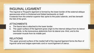 abdominal wall final (1).pptx