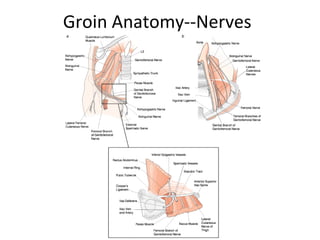 Groin Anatomy--Nerves
 