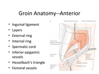 Groin Anatomy--Anterior
• Inguinal ligament
• Layers
• External ring
• Internal ring
• Spermatic cord
• Inferior epigastric
vessels
• Hesselbach’s triangle
• Femoral vessels
 