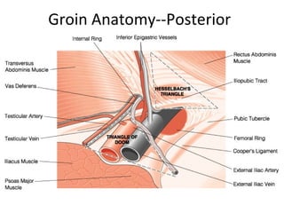 Groin Anatomy--Posterior
 