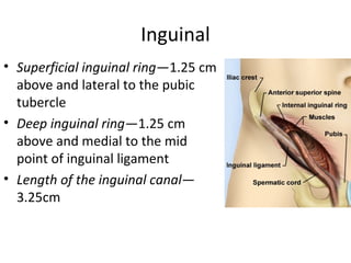 Inguinal
• Superficial inguinal ring—1.25 cm
above and lateral to the pubic
tubercle
• Deep inguinal ring—1.25 cm
above and medial to the mid
point of inguinal ligament
• Length of the inguinal canal—
3.25cm
 