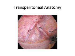 Transperitoneal Anatomy
 
