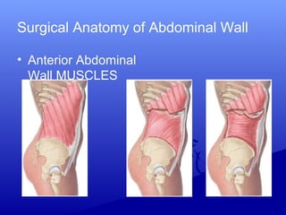Surgical Anatomy of Abdominal Wall
• Anterior Abdominal
Wall MUSCLES
 
