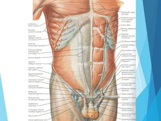 Abdominal Wall Lecture, Clinical Anatomy | PPT