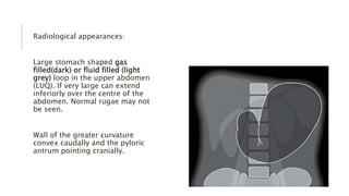 Radiological appearances:
Large stomach shaped gas
filled(dark) or fluid filled (light
grey) loop in the upper abdomen
(LUQ). If very large can extend
inferiorly over the centre of the
abdomen. Normal rugae may not
be seen.
Wall of the greater curvature
convex caudally and the pyloric
antrum pointing cranially.
 
