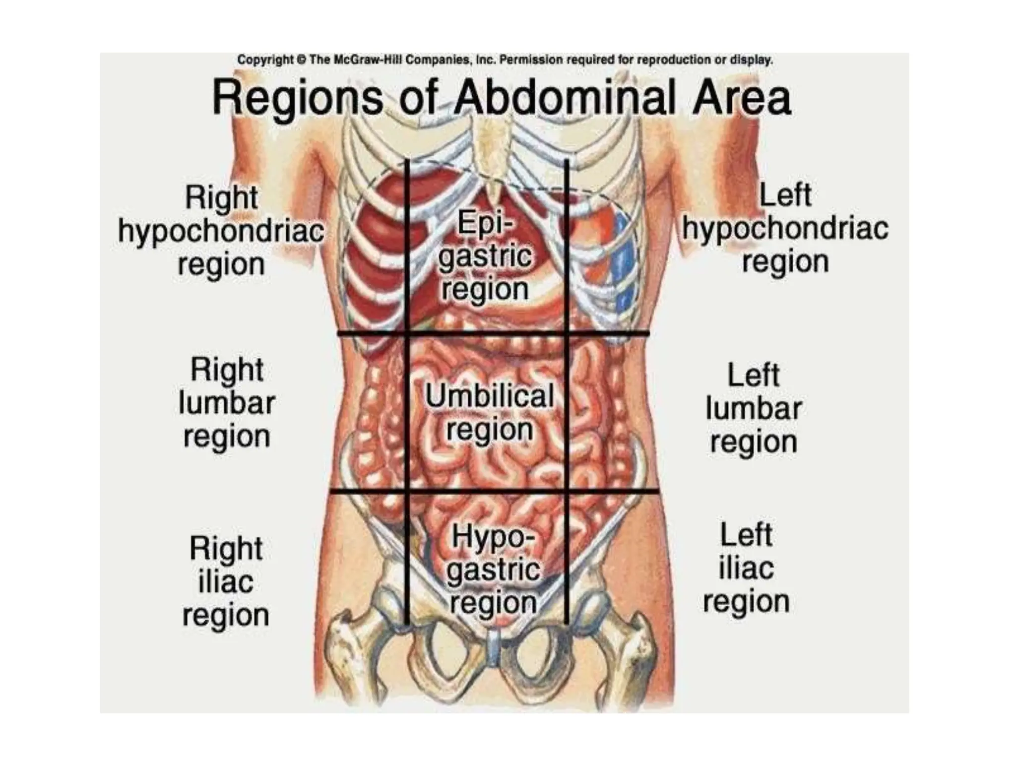 Abdominopelvic Regions And Quadrants Regions Of The Abdomen And Their