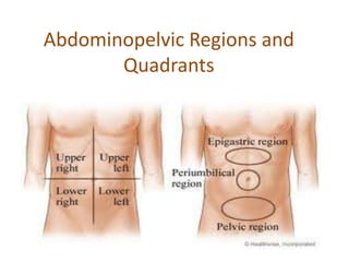 Abdominopelvic Regions and
Quadrants

 