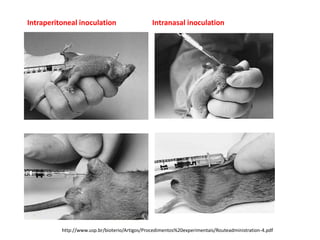 Points in Practical Virology | PPTX