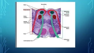 abducens nerve.pptx