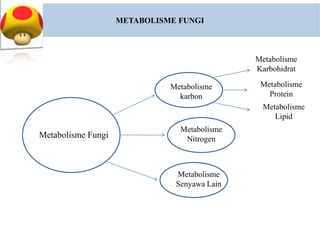 METABOLISME FUNGI
Metabolisme Fungi
Metabolisme
karbon
Metabolisme
Nitrogen
Metabolisme
Senyawa Lain
Metabolisme
Karbohidrat
Metabolisme
Protein
Metabolisme
Lipid
 