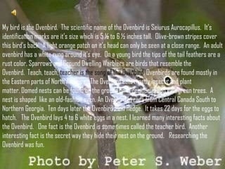 My bird is the Ovenbird. The scientific name of the Ovenbird is Seiurus Aurocapillus. It’s
identification marks are it’s size which is 5 ½ to 6 ½ inches tall. Olive-brown stripes cover
this bird’s back. A light orange patch on it’s head can only be seen at a close range. An adult
ovenbird has a white rung around it’s eye. On a young bird the tips of the tail feathers are a
rust color. Sparrows and Ground Dwelling Warblers are birds that resemble the
Ovenbird. Teach, teach, teacher is the song of the Ovenbird. Ovenbirds are found mostly in
the Eastern parts of North America. The Ovenbird eats mostly insects and plant
matter. Domed nests can be found on the ground or in deciduous and evergreen trees. A
nest is shaped like an old-fashion oven. An Ovenbird breeds from Central Canada South to
Northern Georgia. Ten days later the Ovenbirds will fledge. It takes 22 days for the eggs to
hatch. The Ovenbird lays 4 to 6 white eggs in a nest. I learned many interesting facts about
the Ovenbird. One fact is the Ovenbird is some times called the teacher bird. Another
interesting fact is the secret way they hide their nest on the ground. Researching the
Ovenbird was fun.

 