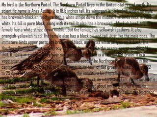 My bird is the Northern Pintail. The Northern Pintail lives in the United States and north. Its
scientific name is Anas Acuta. It is 18.5 inches tall. Its wingspan is 35 inches wide. The male
has brownish-blackish feathers with a white stripe down the middle. The birds neck is pure
white. Its bill is pure black, along with its tail. It also has a brownish –blackish head, too. The
female has a white stripe down middle , but the female has yellowish feathers. It also
orangish-yellowish head. The female also has a black bill and tail. Just like the male does. The
immature birds upper parts are brown and black, and it has white stripes on itsback. The
Northern Pintails habitat is near any kind of salt water. Like the ocean, sea or anything like
that. It nests in a grassy area near salt water and its nest is a bowl of flat grass. It is a
vegetarian with a diet of vegetables, grass, and seeds. The Northern Pintail breeds in the
central United States. It lays 6 to 9 olive eggs, in its bowl of flat grass. It takes the eggs 22
to 25 days to hatch into the new world. When the immature bird hatches from the egg, it
takes 36 to 57 days to leave their parents and their nest. An interesting fact about my bird is
that it burps to attract a female. Another interesting fact about my bird is that it got its
name by because it breeds in the north and it is a pintail. That’s why they call it the Northern
Pintail.

 