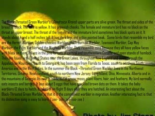 The Black-Throated Green Warbler’s (Dendroica Virens) upper parts are olive green. The throat and sides of the
breast is black. The face is yellow. It has greenish cheeks. The female and immature bird has no black on the
throat or upper breast. The throat of the female and the immature bird sometimes has black spots on it. It
stands about 4 and a half inches tall. It has dark legs and a thin pointed beak. Some birds that resemble my bird
are the Hermit Warbler, Golden-cheeked Warbler, Black Burnian Warbler, Townsend Warbler, Cap May
Warbler, the Palm Warbler and the Magnolia Warbler. They resemble mine because they all have yellow faces
with black on them. It lives in the pine forests of central and southeastern Canada, and open stands of hemlock.
They are found in the United States near the Great Lakes, throughout New England and down through the
Appalachian Mountains, south to Georgia. It has been seen from Florida to Texas, south to northern South
America and in the West Indies. In the summer the Black –Throated Green Warbler lives in the Northwest
Territories, Ontario, Newfoundland, south to northern New Jersey, Long Island, Ohio, Minnesota, Alberta and in
the mountains of Georgia. Its nest is made out of grass, moss, plant fibers, hair, and feathers. My bird normally
eats insects and berries. It lays about 5 eggs that have speckled brown dots on them. It takes the baby
warblers 12 days to hatch. It takes of on flight 9 days after they are hatched. An interesting fact about the
Black-Throated Green Warbler is that it is the commonest warbler in migration. Another interesting fact is that
its distinctive song is easy to learn. ( zee- zee- zee-zoo-zee )

 