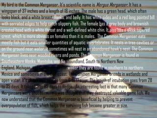 My bird is the Common Merganser. It’s scientific name is Mergus Merganser. It has a
wingspan of 37 inches and a length of 18 inches. The male has a green head, which often
looks black, and a white breast, flanks, and belly. It has white sides and a red long pointed bill
with serrated edges to help catch slippery fish. The female has a gray body and brownish
crested head with a white throat and a well-defined white chin. It also has a sleek tapered
crest, which is more obvious on females than it is males. The Common Merganser eats
mostly fish but it eats smaller quantities of aquatic invertebrates. It nests in tree cavities or
on the ground near water. It sometimes will nest in an abandoned hawk’s nest. The Common
Merganser lives near wooded rivers and ponds. The Common Merganser is found in
Southeastern Alaska, Manitoba, and Newfoundland, South to Northern New
England, Michigan, and California. In the winter they are found in southern to northern
Mexico and sometimes in the Gulf coast. The Common Merganser breeds in wetlands and
open water. It’s clutch size ranges from 6 to 17 eggs. The length of incubation goes from 28
to 35 days. It takes 65 to 85 days to fledge. An interesting fact is that many Common
Mergansers were shot because it was thought that they destroyed valuable game fish. We
now understand that the Common Merganser is beneficial by helping to prevent
overpopulation of fish, which helps the surviving fish become greater in size.

 