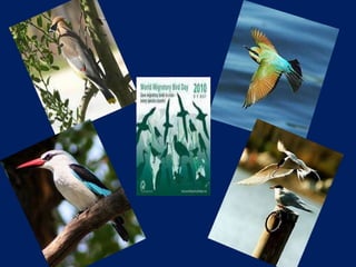 Migration:Resons and Patterns