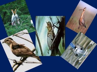 Migration:Resons and Patterns