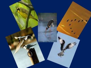 Migration:Resons and Patterns