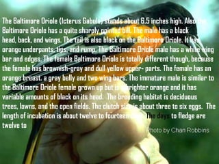 The Baltimore Oriole (Icterus Gabula) stands about 6.5 inches high. Also the
Baltimore Oriole has a quite sharply pointed bill. The male has a black
head, back, and wings. The tail is also black on the Baltimore Oriole. It has
orange underpants, tips, and rump. The Baltimore Oriole male has a white wing
bar and edges. The female Baltimore Oriole is totally different though, because
the female has brownish-gray and dull yellow upper- parts. The female has an
orange breast. a gray belly and two wing bars. The immature male is similar to
the Baltimore Oriole female grown up but is a brighter orange and it has
variable amounts of black on its head. The breeding habitat is deciduous
trees, lawns, and the open fields. The clutch size is about three to six eggs. The
length of incubation is about twelve to fourteen days. The days to fledge are
twelve to

 
