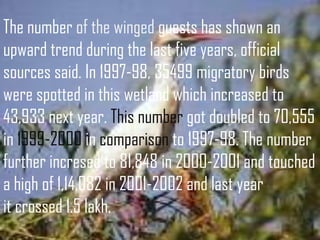 The number of the winged guests has shown an
upward trend during the last five years, official
sources said. In 1997-98, 35499 migratory birds
were spotted in this wetland which increased to
43,933 next year. This number got doubled to 70,555
in 1999-2000 in comparison to 1997-98. The number
further incresed to 81,848 in 2000-2001 and touched
a high of 1,14,082 in 2001-2002 and last year
it crossed 1.5 lakh.

 