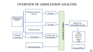 13
Population structure
analysis
Background
markers
Kinship analysis
LD analysis
Genome
wide scan
Q matrix
Genome wide
polymorphism
K matrix
STATISTICAL
MODEL
RESULT &
INTERPRETATION
Apply
correction
factor to
reduce
FDR
Corrected Plots
OVERVIEW OF ASSOCIATION ANALYSIS
Phenotyping data
 