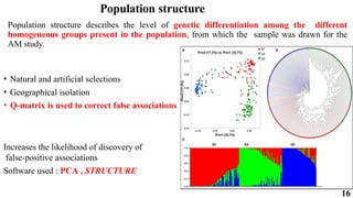 16
Population structure
Population structure describes the level of genetic differentiation among the different
homogeneous groups present in the population, from which the sample was drawn for the
AM study.
• Natural and artificial selections
• Geographical isolation
• Q-matrix is used to correct false associations
Increases the likelihood of discovery of
false-positive associations
Software used : PCA , STRUCTURE
 