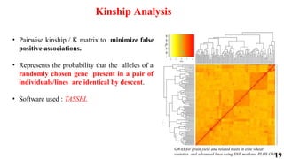 19
Kinship Analysis
• Pairwise kinship / K matrix to minimize false
positive associations.
• Represents the probability that the alleles of a
randomly chosen gene present in a pair of
individuals/lines are identical by descent.
• Software used : TASSEL
GWAS for grain yield and related traits in elite wheat
varieties and advanced lines using SNP markers PLOS ONE
 