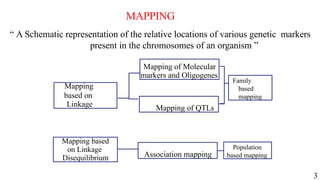 3
MAPPING
“ A Schematic representation of the relative locations of various genetic markers
present in the chromosomes of an organism ”
Mapping
based on
Linkage
Mapping based
on Linkage
Disequilibrium
Mapping of Molecular
markers and Oligogenes
Mapping of QTLs
Association mapping
Population
based mapping
Family
based
mapping
 