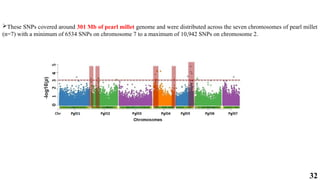 32
These SNPs covered around 301 Mb of pearl millet genome and were distributed across the seven chromosomes of pearl millet
(n=7) with a minimum of 6534 SNPs on chromosome 7 to a maximum of 10,942 SNPs on chromosome 2.
 