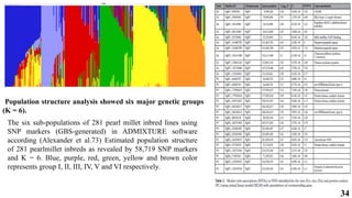 34
The six sub-populations of 281 pearl millet inbred lines using
SNP markers (GBS-generated) in ADMIXTURE software
according (Alexander et al.73) Estimated population structure
of 281 pearlmillet inbreds as revealed by 58,719 SNP markers
and K = 6. Blue, purple, red, green, yellow and brown color
represents group I, II, III, IV, V and VI respectively.
Population structure analysis showed six major genetic groups
(K = 6).
 