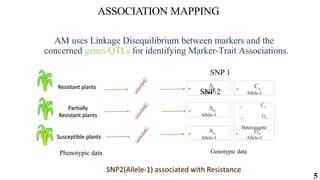 5
ASSOCIATION MAPPING
AM uses Linkage Disequilibrium between markers and the
concerned genes/QTLs for identifying Marker-Trait Associations.
SNP 1
SNP 2
A
Allele-1
A
Allele-1
C
Allele-1
G
Allele-2
Phenotypic data Genotypic data
A
Allele-1
C
G
Heterozygote
 