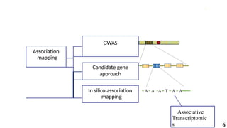 6
GWAS
Association
mapping
Candidate gene
approach
In silico association
mapping
A A A T A A
Associative
Transcriptomic
s
 