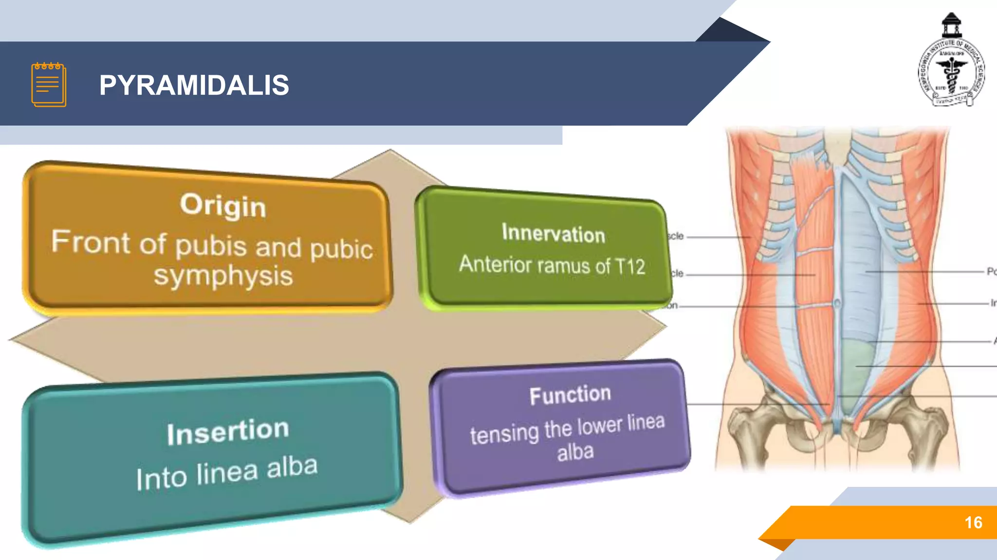 ANATOMY OF ANTERIOR ABDOMINAL WALL | PPTX
