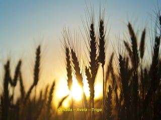 Cevada – Aveia – TrigoCevada – Aveia – Trigo
 