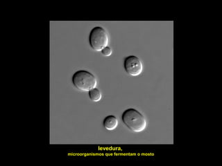 levedura,
microorganismos que fermentam o mosto
 