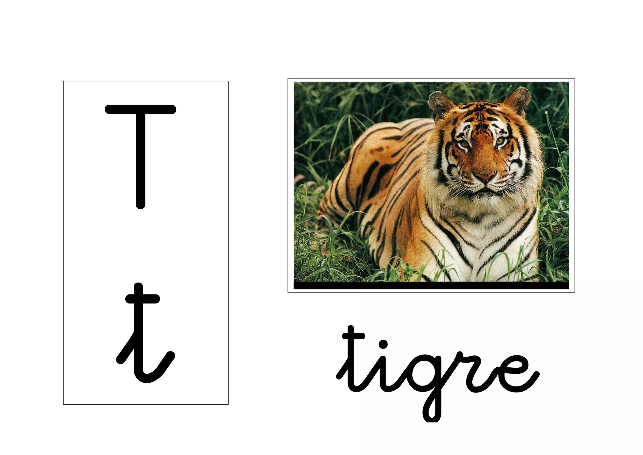 T
t tigre
 