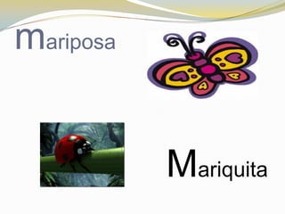 mariposa


           Mariquita
 