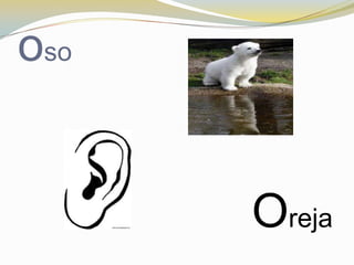 oso


      Oreja
 