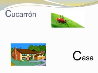 cucarrón


           Casa
 