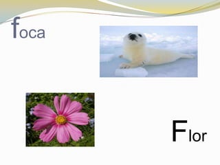 foca


       Flor
 