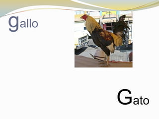 gallo


        Gato
 