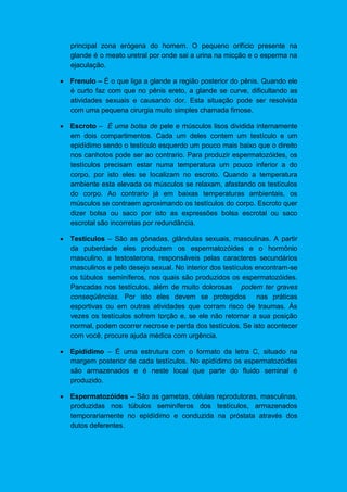 principal zona erógena do homem. O pequeno orifício presente na
glande é o meato uretral por onde sai a urina na micção e o esperma na
ejaculação.
 Frenulo – É o que liga a glande a região posterior do pênis. Quando ele
é curto faz com que no pênis ereto, a glande se curve, dificultando as
atividades sexuais e causando dor. Esta situação pode ser resolvida
com uma pequena cirurgia muito simples chamada fimose.
 Escroto – É uma bolsa de pele e músculos lisos dividida internamente
em dois compartimentos. Cada um deles contem um testículo e um
epidídimo sendo o testículo esquerdo um pouco mais baixo que o direito
nos canhotos pode ser ao contrario. Para produzir espermatozóides, os
testículos precisam estar numa temperatura um pouco inferior a do
corpo, por isto eles se localizam no escroto. Quando a temperatura
ambiente esta elevada os músculos se relaxam, afastando os testículos
do corpo. Ao contrario já em baixas temperaturas ambientais, os
músculos se contraem aproximando os testículos do corpo. Escroto quer
dizer bolsa ou saco por isto as expressões bolsa escrotal ou saco
escrotal são incorretas por redundância.
 Testículos – São as gônadas, glândulas sexuais, masculinas. A partir
da puberdade eles produzem os espermatozóides e o hormônio
masculino, a testosterona, responsáveis pelas caracteres secundários
masculinos e pelo desejo sexual. No interior dos testículos encontram-se
os túbulos seminíferos, nos quais são produzidos os espermatozóides.
Pancadas nos testículos, além de muito dolorosas podem ter graves
conseqüências. Por isto eles devem se protegidos nas práticas
esportivas ou em outras atividades que corram risco de traumas. Ás
vezes os testículos sofrem torção e, se ele não retornar a sua posição
normal, podem ocorrer necrose e perda dos testículos. Se isto acontecer
com você, procure ajuda médica com urgência.
 Epidídimo – É uma estrutura com o formato da letra C, situado na
margem posterior de cada testículos. No epidídimo os espermatozóides
são armazenados e é neste local que parte do fluido seminal é
produzido.
 Espermatozóides – São as gametas, células reprodutoras, masculinas,
produzidas nos túbulos seminíferos dos testículos, armazenados
temporariamente no epidídimo e conduzida na próstata através dos
dutos deferentes.
 