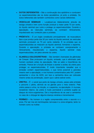  DUTOS DEFERENTES – São a continuação dos epidídimo e conduzem
os espermatozóides ate os dutos jaculatórios, já junto a próstata. Os
dutos deferentes são também conhecidos como canais deferentes.
 VESICULAS SEMINAIS – Localizam-se bilateralmente através da
bexiga urinaria e tem como função produzir a maior parte 70 por cento,
do liquido seminal que nutre e protege os espermatozóides. Durante a
ejaculação, as vesículas seminais, se contraem ritmicamente,
impulsionado seu conteúdo para a próstata.
 PRÓSTATA – É um órgão constituído principalmente de musculatura
lisa e que produz parte dos 30 por cento do liquido seminal, as vesículas
seminais produzem os 70 por cento restante. É na próstata que os
espermatozóides se misturam ao liquido seminal, formando o esperma.
Durante a ejaculação, a próstata se contraem energicamente e
ritmicamente, impulsionado o esperma, liquido seminal mais
espermatozóides, em jatos através da uretra.
 GLANDULA BULDOURETRAIS – São também chamadas de glândulas
de Cowper. Elas produzem um liquido, emissão, que é eliminado pelo
homem excitado antes da ejaculação. Não se sabe a importância da
emissão. Parece ter a função de limpar e acertar a acidez da uretra para
proteger os espermatozóides. É muito importante ressaltar que a
emissão contem espermatozóides, o que torna possível a gravidez
mesmo sem a ejaculação, e nos homens contaminados pelo HIV, podem
apresentar o vírus da AIDS, por isso a camisinha deve ser colocada
mesmo antes da penetração, assim que o pênis estiver ereto.
 ÚRETRA – É o canal que parte da bexiga urinaria, passa pela próstata
e percorre o pênis, abrindo se na glande para o meio exterior. Pela
uretra passa a urina, na micção, e o esperma, na ejaculação. A mucosa,
revestindo interno, da uretra é muito permeável e portanto sujeita ao
ataque de micro-organismos. Daí a importância de se usar a camisinha
no caso de o cônjuge ter alguma doença venérea e transmissível.
 PERÍNEO – No homem é a região compreendida entre o escroto e o
anús. Por ser rica em terminações nervosas é a zona erógena, tanto no
homem como na mulher.
 