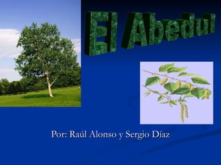 Por: Raúl Alonso y Sergio Díaz El Abedul