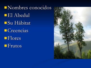 Nombres conocidos El Abedul Su Hábitat Creencias Flores Frutos