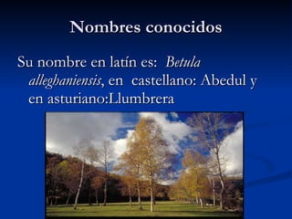 Nombres conocidos Su nombre en latín es: Betula alleghaniensis , en castellano: Abedul y en asturiano:Llumbrera