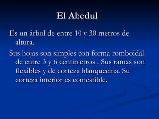 El Abedul Es un árbol de entre 10 y 30 metros de altura. Sus hojas son simples con forma romboidal de entre 3 y 6 centímetros . Sus ramas son flexibles y de corteza blanquecina. Su corteza interior es comestible.