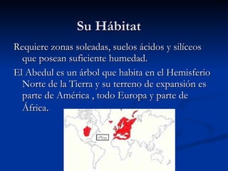 Su Hábitat Requiere zonas soleadas, suelos ácidos y silíceos que posean suficiente humedad. El Abedul es un árbol que habita en el Hemisferio Norte de la Tierra y su terreno de expansión es parte de América , todo Europa y parte de África .