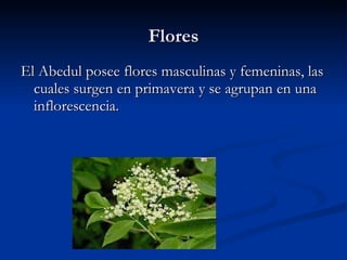 Flores El Abedul posee flores masculinas y femeninas, las cuales surgen en primavera y se agrupan en una inflorescencia.