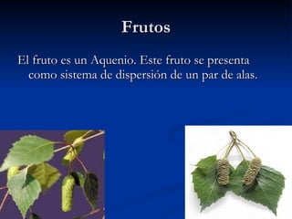 Frutos El fruto es un Aquenio. Este fruto se presenta como sistema de dispersión de un par de alas.
